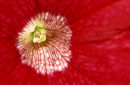 Red Petunia